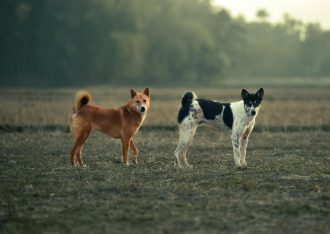 Bebederos de agua automáticos para mascotas: La comodidad y bienestar para tu mejor amigo