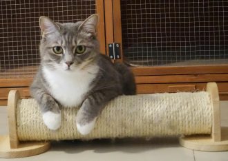 Rascadores y torres ideales para tu gato: calidad y variedad en tiendas online