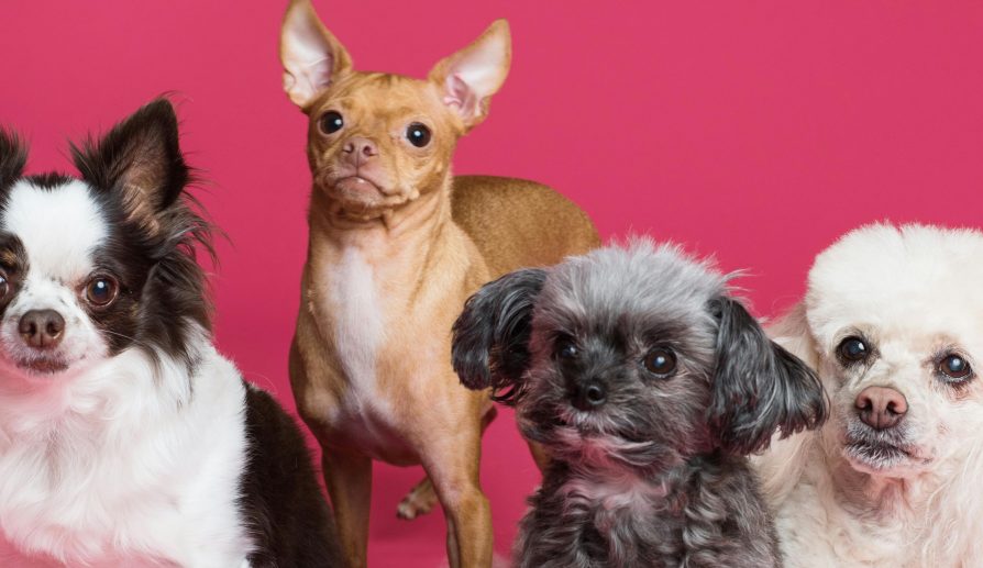 Juguetes de Peluche para Mascotas.