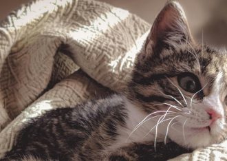 Mantas y cobertores para tus mascotas