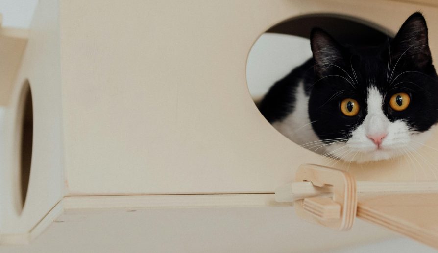 Cajas de arena autolimpiables para gatos disponibles en Shein