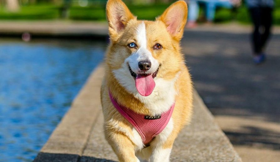 Juguetes interactivos para mantener a las mascotas activas