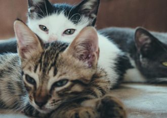 Rascadores de pared para gatos